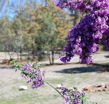 Gumleaves Bush Holidays Little Swanport Exterior foto
