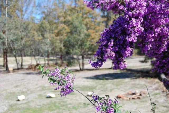 Gumleaves Bush Holidays Little Swanport Exterior foto